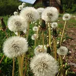 Au Numero 6 Bed & Breakfast Obersteinbach