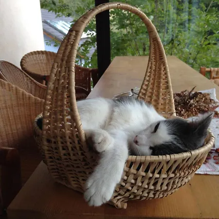 Au Numero 6 * Obersteinbach