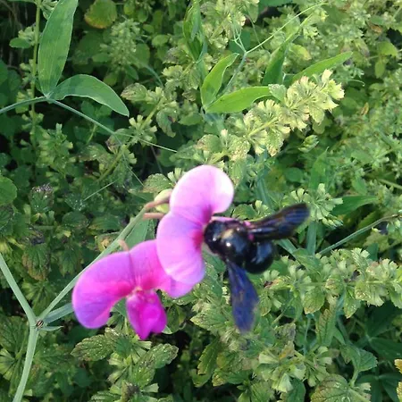 ベッド・アンド・ブレックファスト Au Numero 6