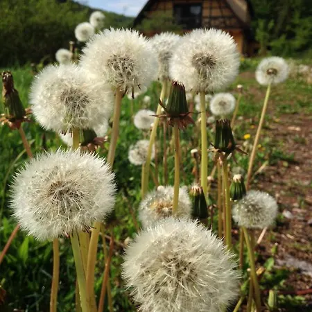 Au Numero 6 ベッド・アンド・ブレックファスト Obersteinbach